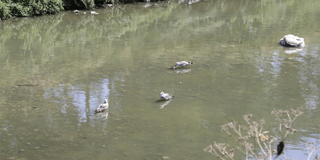 Deredeki balıklar telef oldu