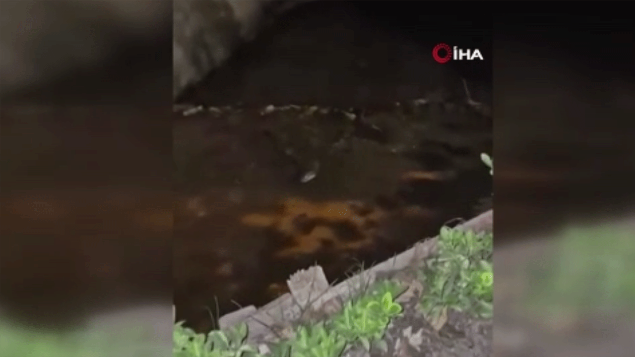 Deredeki canlıyı gören vatandaş gözlerine inanamadı: Seni yaratana kurban olayım