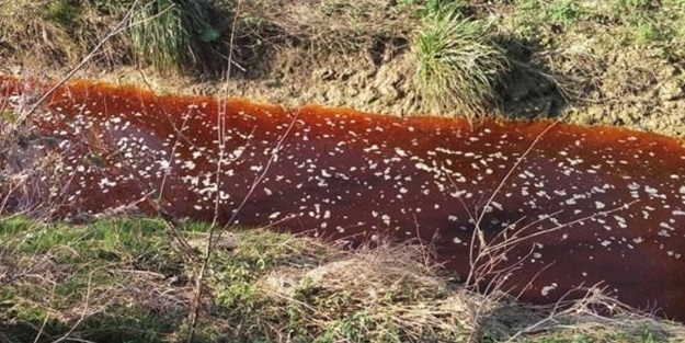 Görenler hayrete düştü