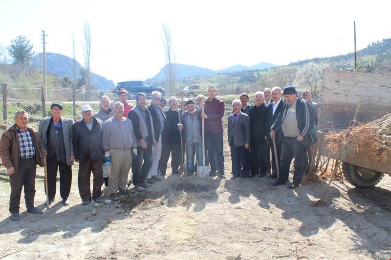 Dereli köyüne gelir getirici fidan dikildi 