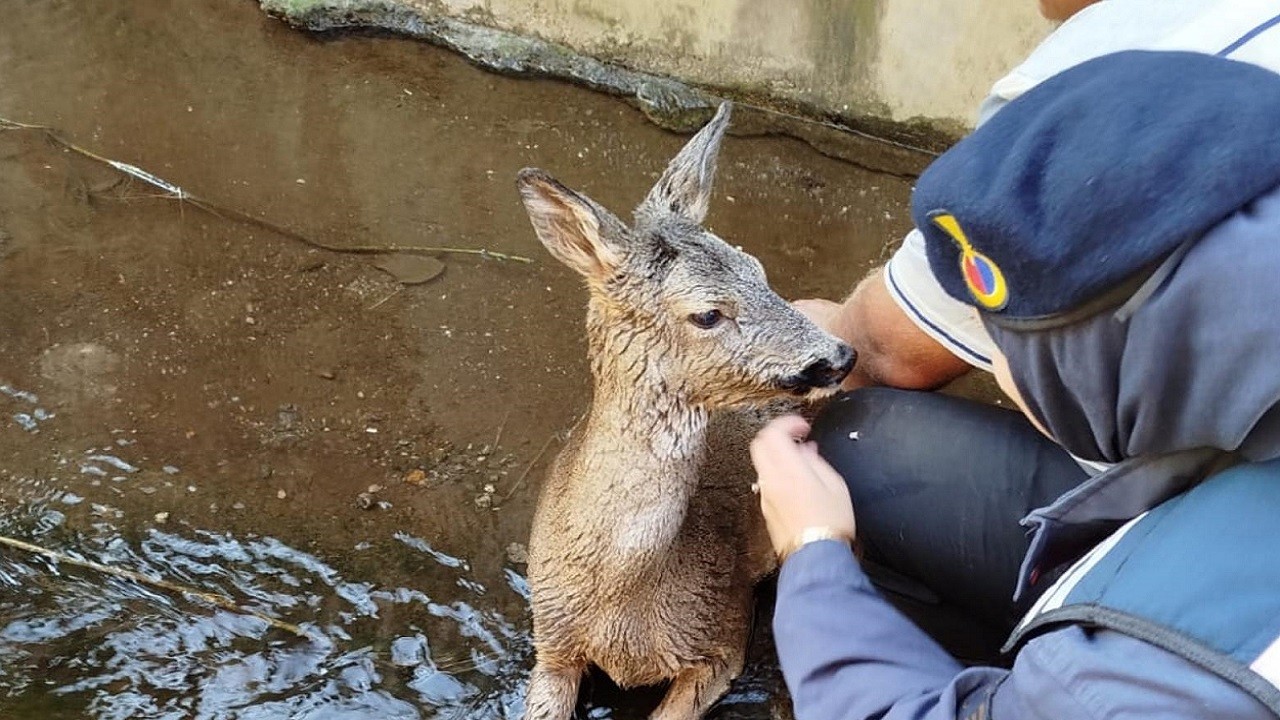 Dereye düşen karacaya jandarma şefkati