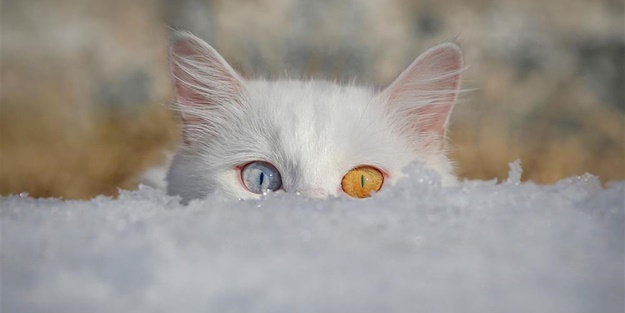 Derilerinin altına çip yerleştirilecek