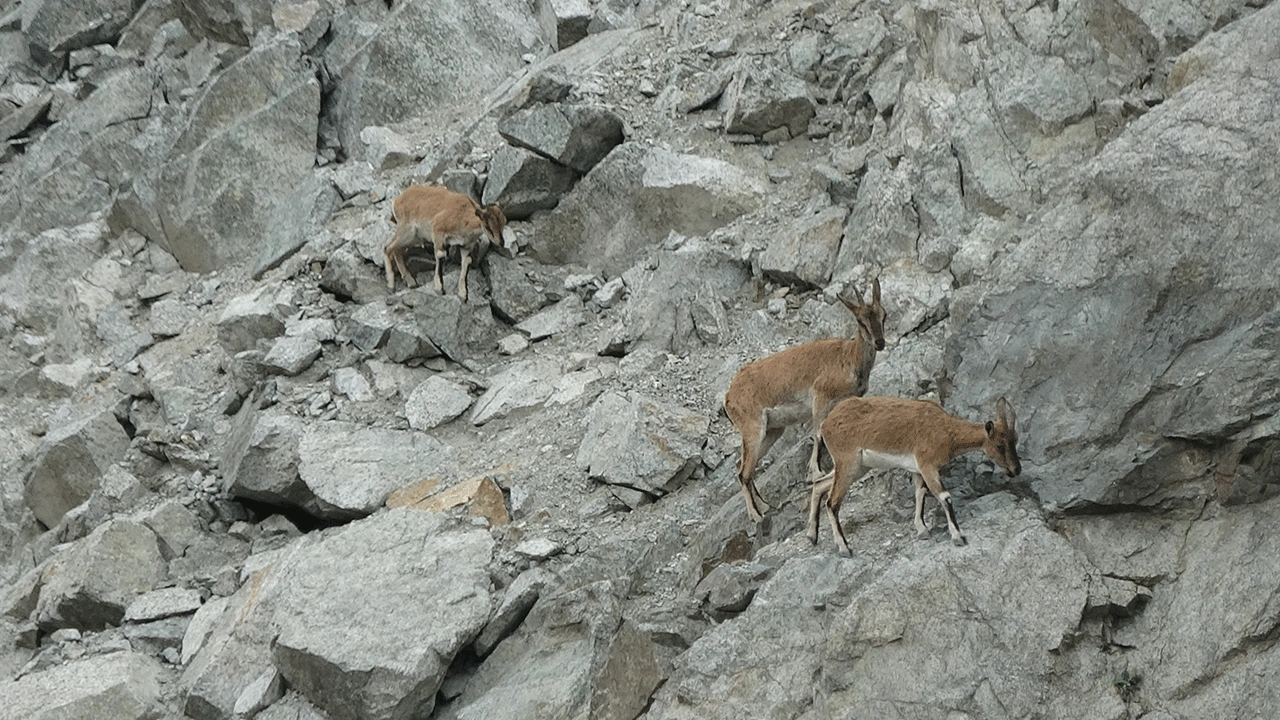 Deriner Barajı’nda doğa harikası anlar! Dağ keçileri drone kamerasına takıldı