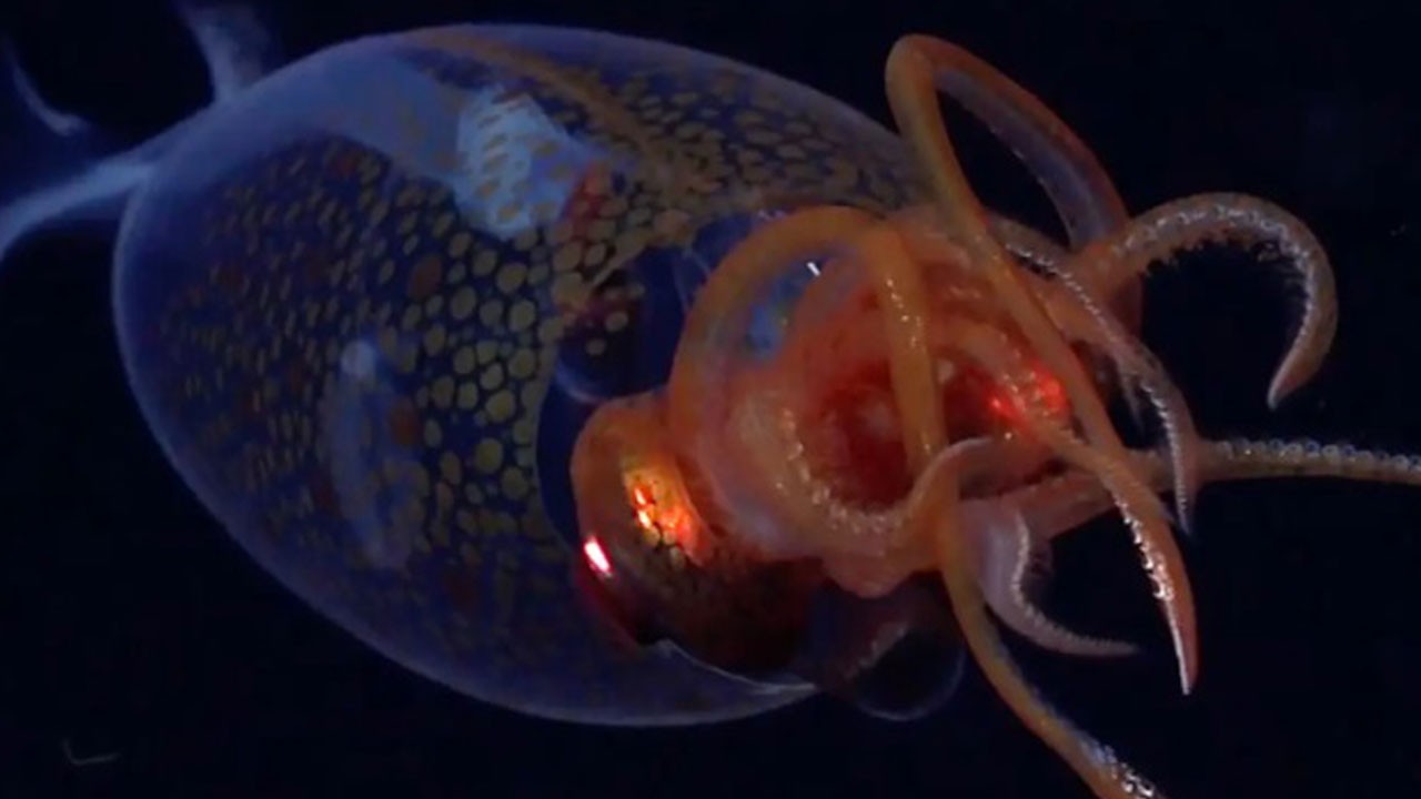 Derinliklerden gelen sürpriz! Dev kalamar ilk kez görüntülendi