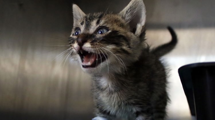 Derisi yüzülen yavru kedi öldü