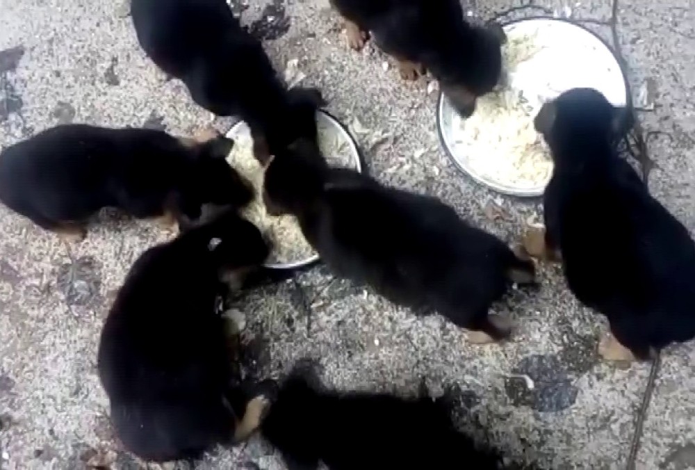Derme çatma yuvada ölü bulunan sokak köpeklerinin son görüntüleri ortaya çıktı 