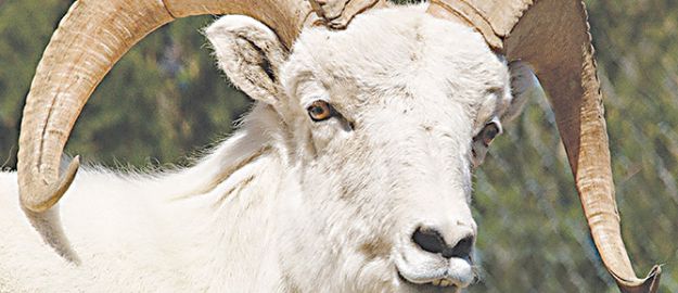 Dernekler vekaletle kurban fiyatlarını belirledi