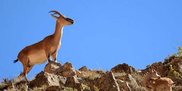 Ders olsun! Yaban keçisi avlayan 3 kişiye 694 bin lira ceza