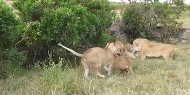 Dev aslanların büyük kavgası - VIDEO
