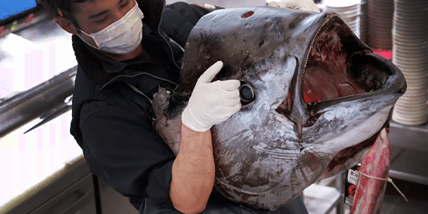 Dev balık 145 bin dolara satıldı!