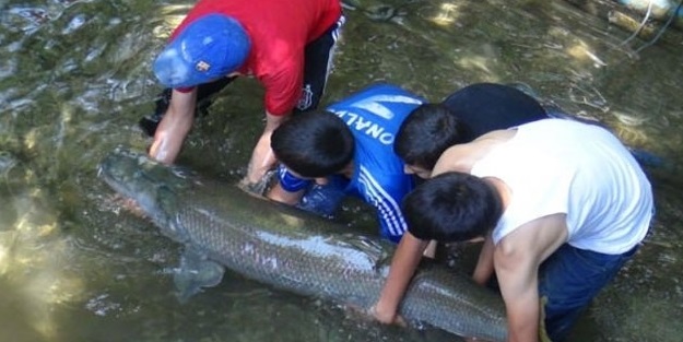 Dev balık Hakkari'de yakalandı!