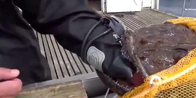 Dev balık kolunu kaptı - VIDEO