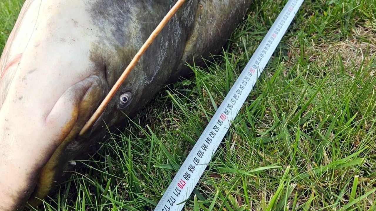 Dev balık Tekirdağ'da yakalandı:Yok artık dedirtirdi, olay herkesi şaşırttı! Bakın neymiş