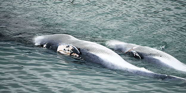 Dev balina avcılığı 4 yıl sonra başladı