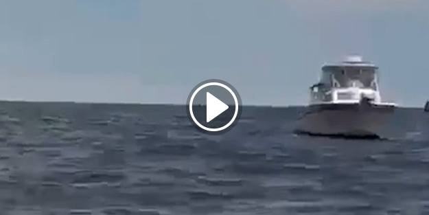 Dev balina tekneye çarptı!