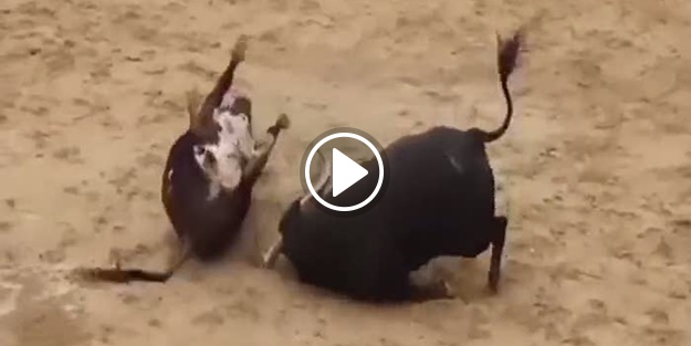 Dev boğaların acı sonu!