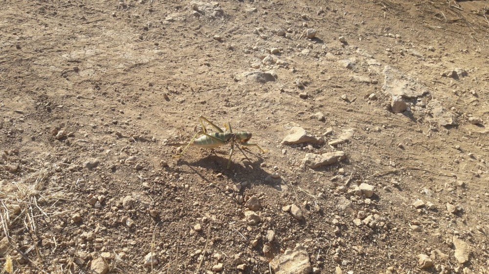 Dev çekirge bu kez Mardin’de görüldü 