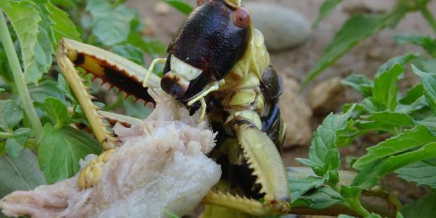 Dev çekirgenin et yediği anlar hayrete düşürdü!