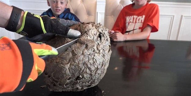 Dev eşek arısı kovanını ikiye böldüler!