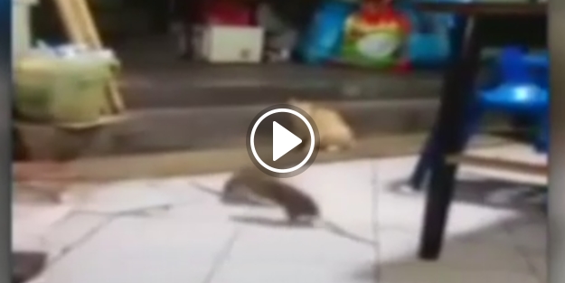 Dev farelerin kavgasını kedi böyle izledi