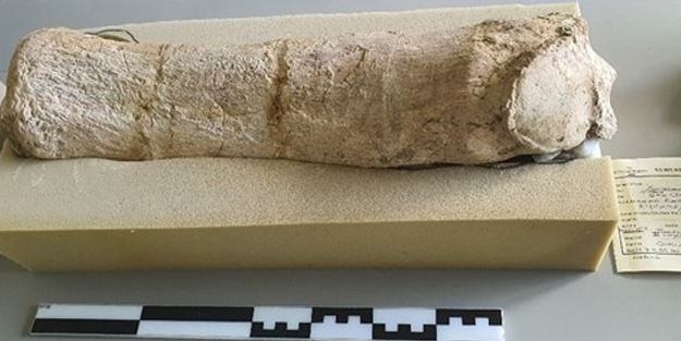 Dev gergedan fosiline ait yeni kemikler bulundu!