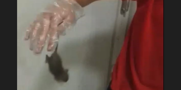 Dev gıda zincirinde skandal! Fare elini ısırdı, 'bir şey olmaz dediler'