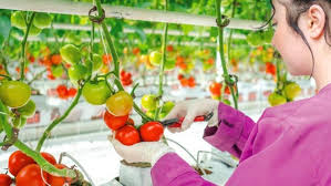 Dev holding iflas etti! Sessiz sedasız çöktü