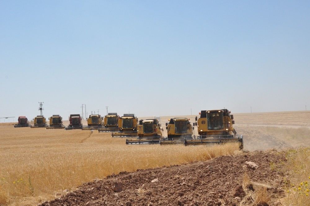 Dev işletmede devasa hasat maratonu 