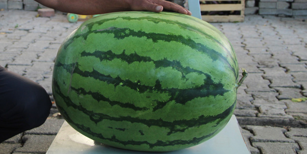 Dev karpuzun ağırlığı duyanları şoke etti!