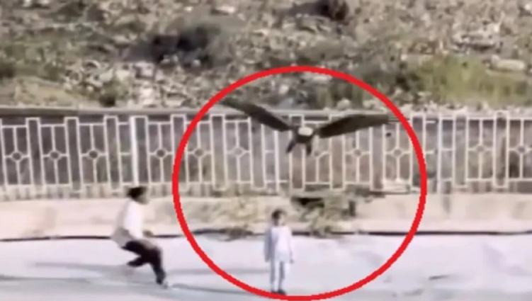 Dev kartal çocuğu annesinin yanında kaçırmaya çalıştı