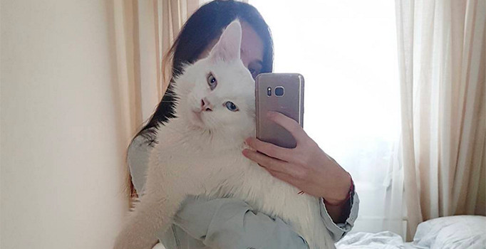 Dev kedi sosyal medyada fenomen oldu