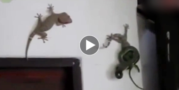 Dev kertenkele ile yılan karşı karşıya!../VİDEO