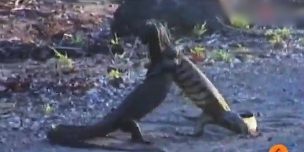 Dev kertenkeleler birbiriyle kapıştı!../VİDEO