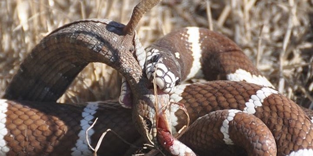 Dev kertenkeleyi yutmak isteyen yılan canından oldu