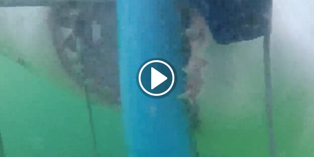 Dev köpekbalığı dalış kafesine saldırdı