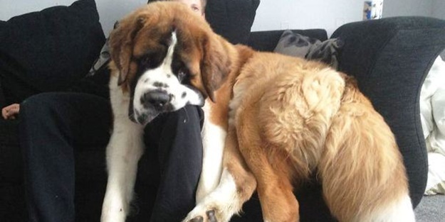 Dev köpekler görenleri şaşırtıyor - FOTO