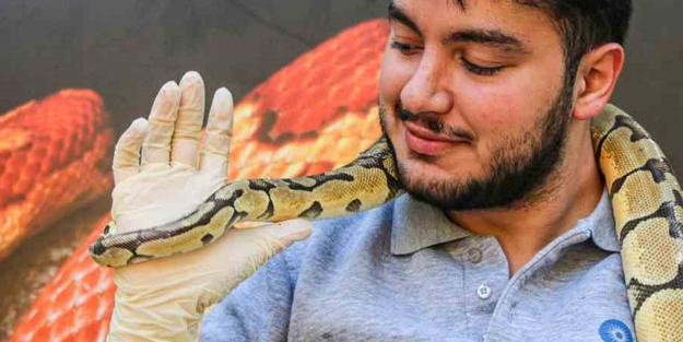 Dev 'kral' piton yılanı boynuna dolayıp işte böyle seviyor