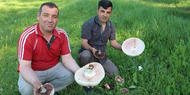 Erzurum'daki dev mantarlar şaşırtıyor