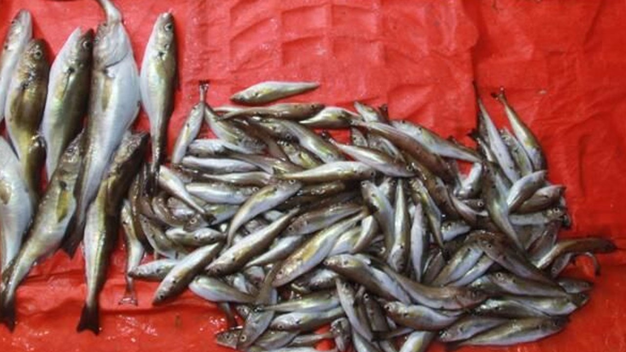 Dev mezgitler dikkat çekiyor! Bakın ne kadar?