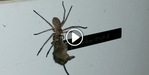 Dev örümcek yakaladığı fareyi böyle taşıdı!