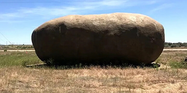 Dev patatesin içinden bakın ne çıktı! Görenler gözlerine inanamıyor