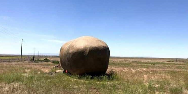 Dev patatesin içinden bakın ne çıktı? Herkes ne olduğunu merak etti