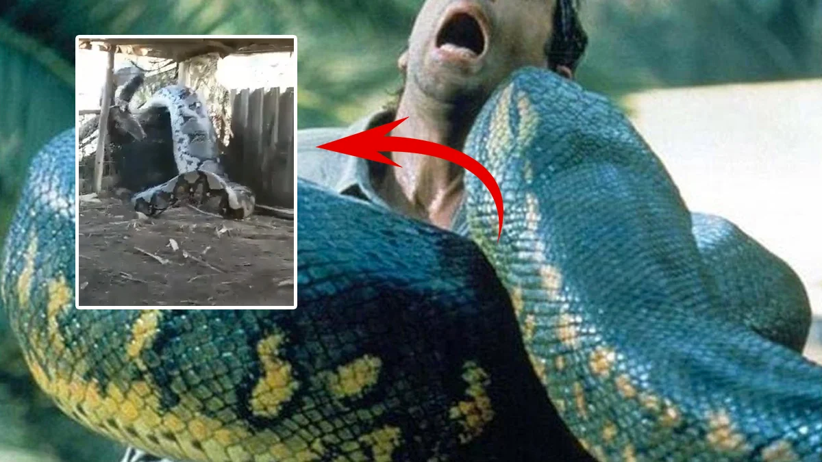 Dev piton, bir insanı tek lokmada yuttu! Film sahnesi değil gerçek! Görenler gözlerine inanamadı