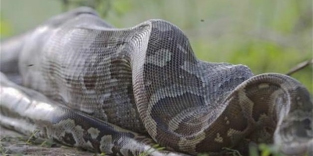 Dev piton böyle avlandı!