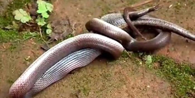 Dev piton timsahı böyle yuttu