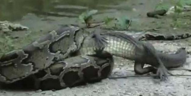 Dev piton timsahı mideye indirdi!