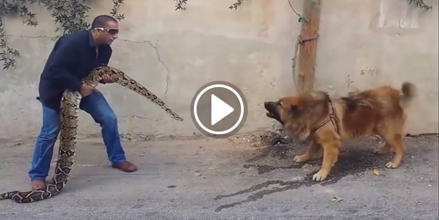 Dev piton yılanını köpeğin üstüne salıyorlar