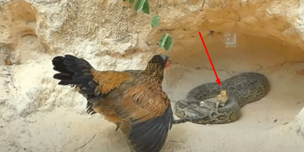 Dev pitona kafa tutan tavuk sosyal medyayı salladı