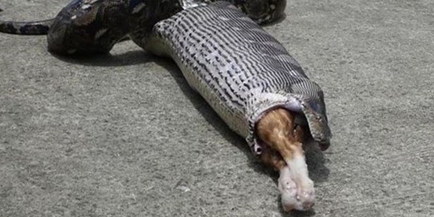 Dev pitonun ağzında kedisinin patilerini gördü! Sonra...