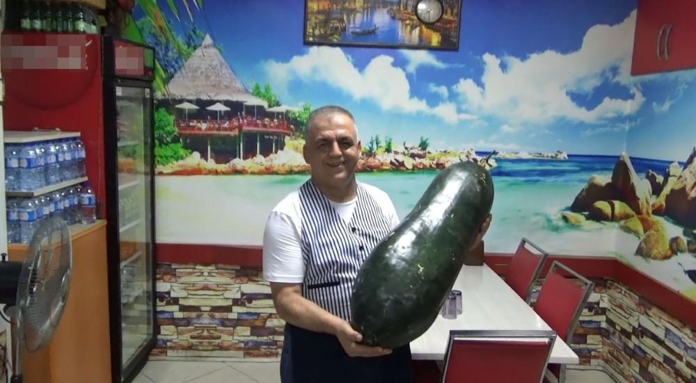 Dev salatalık görenleri şaşkına çeviriyor 